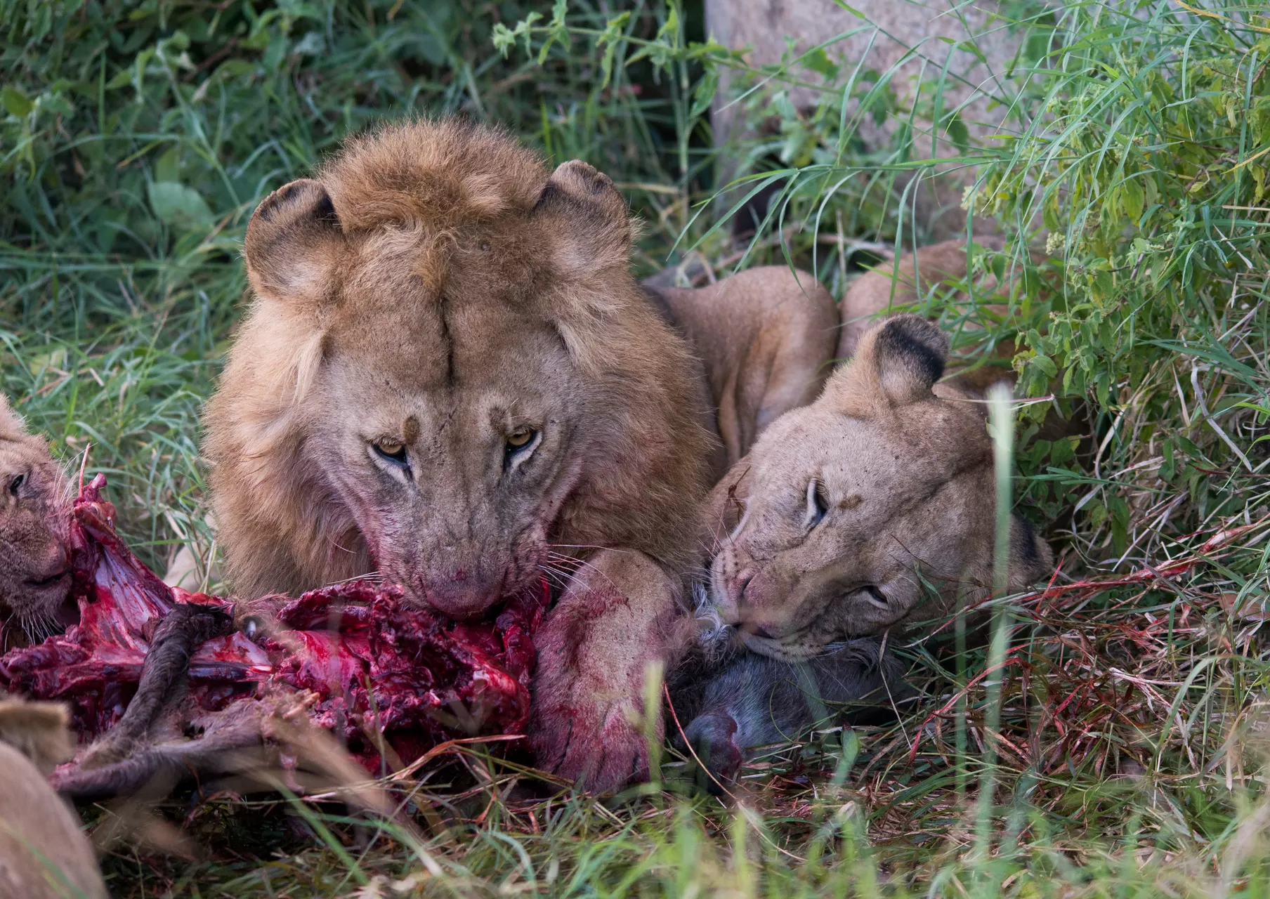 African-Safaris-14