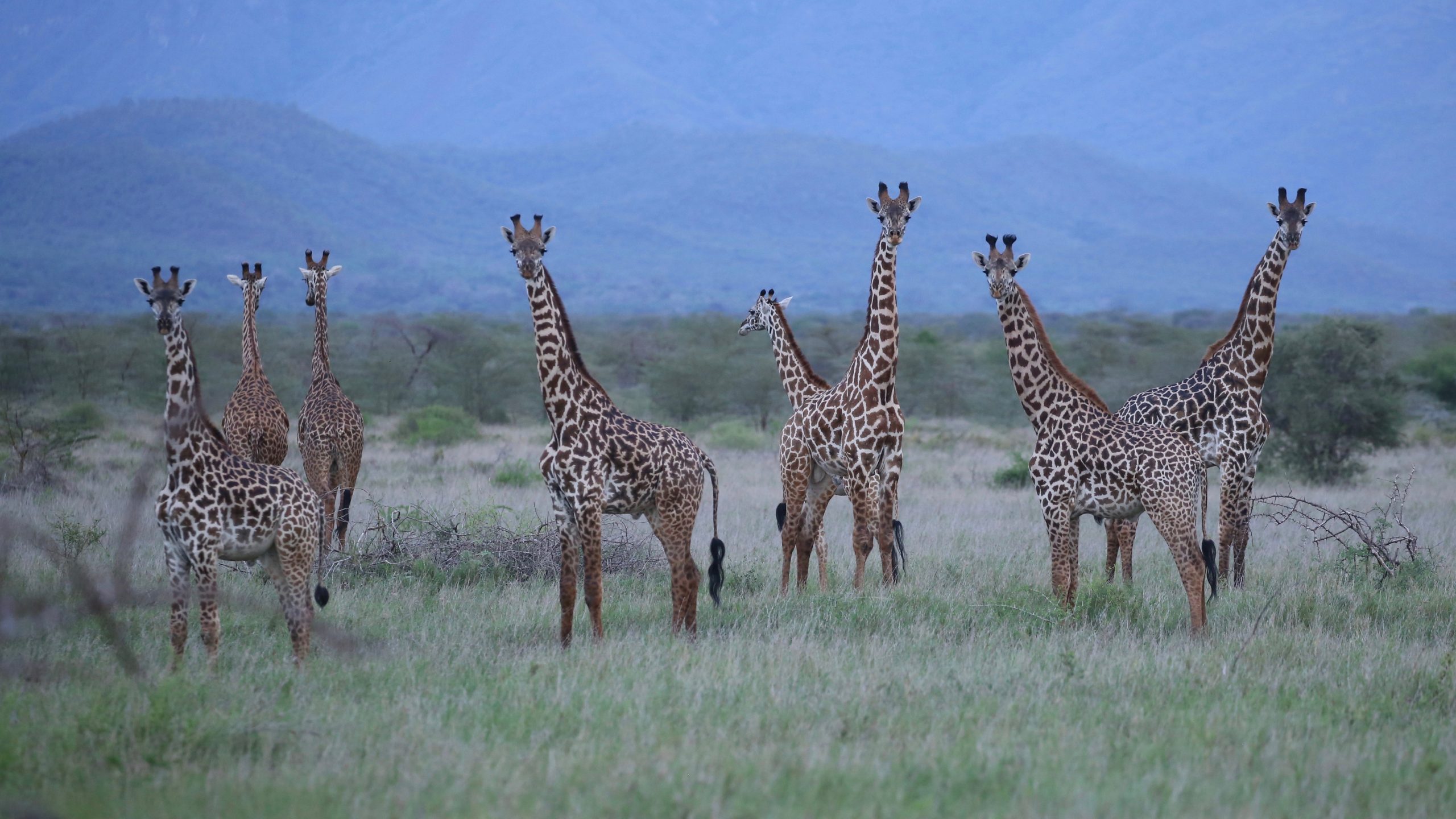 Giraffes in Mkomazi