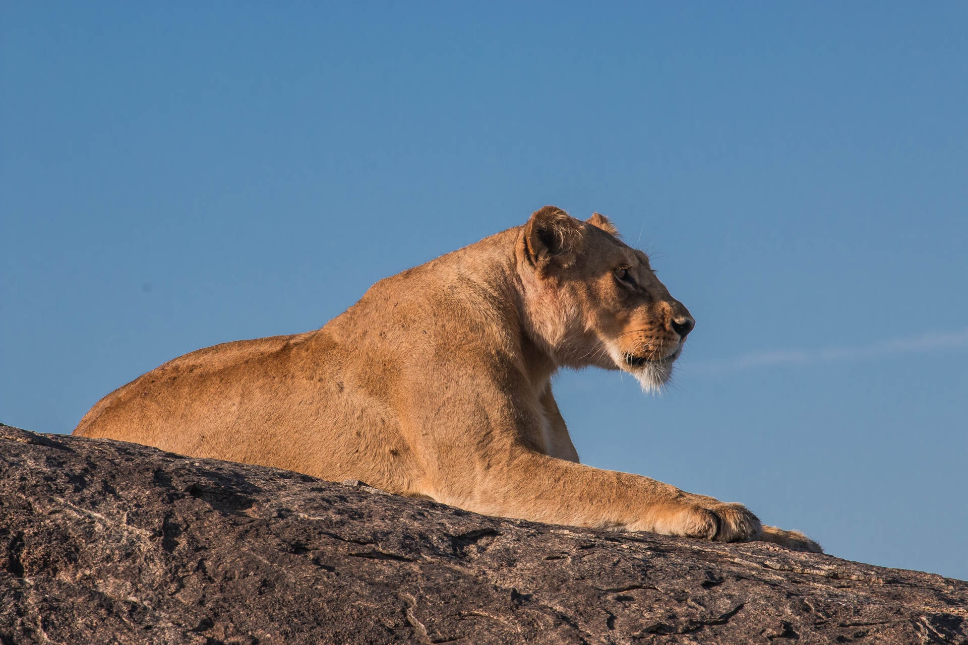 Tanzania Safari Vacations (67)
