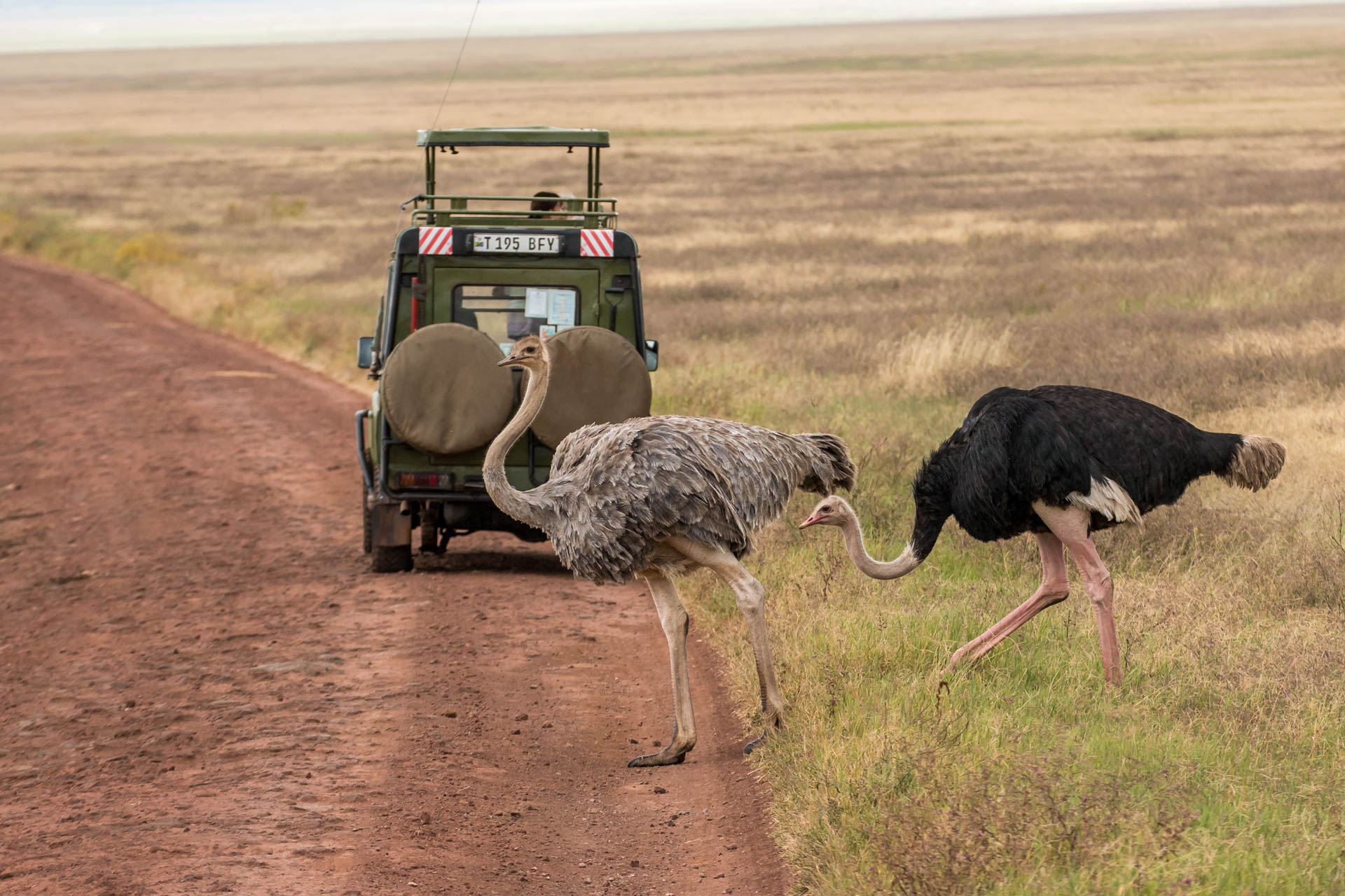 Tanzania Safari Vacations (89)