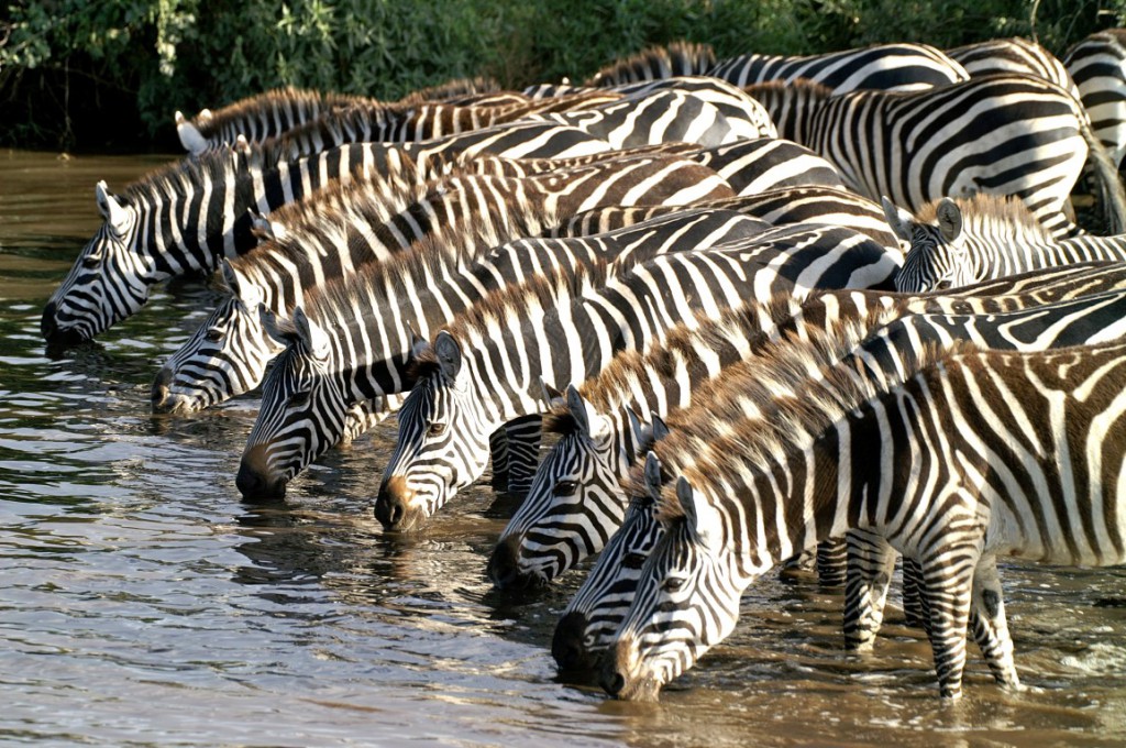 Mikumi National Park (2)