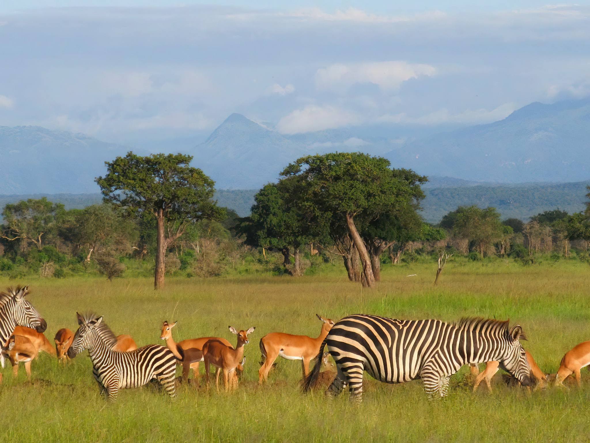 Mikumi National Park (4)