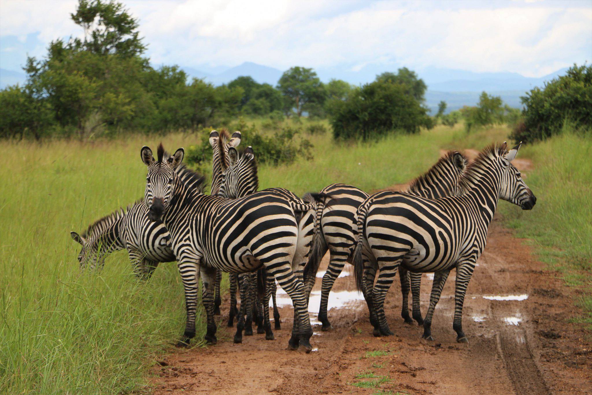 Mikumi National Park (5)