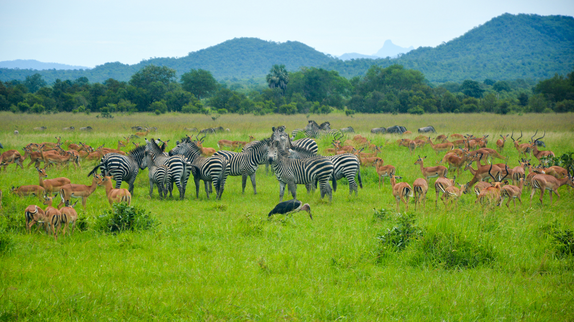 Mikumi National Park (6)