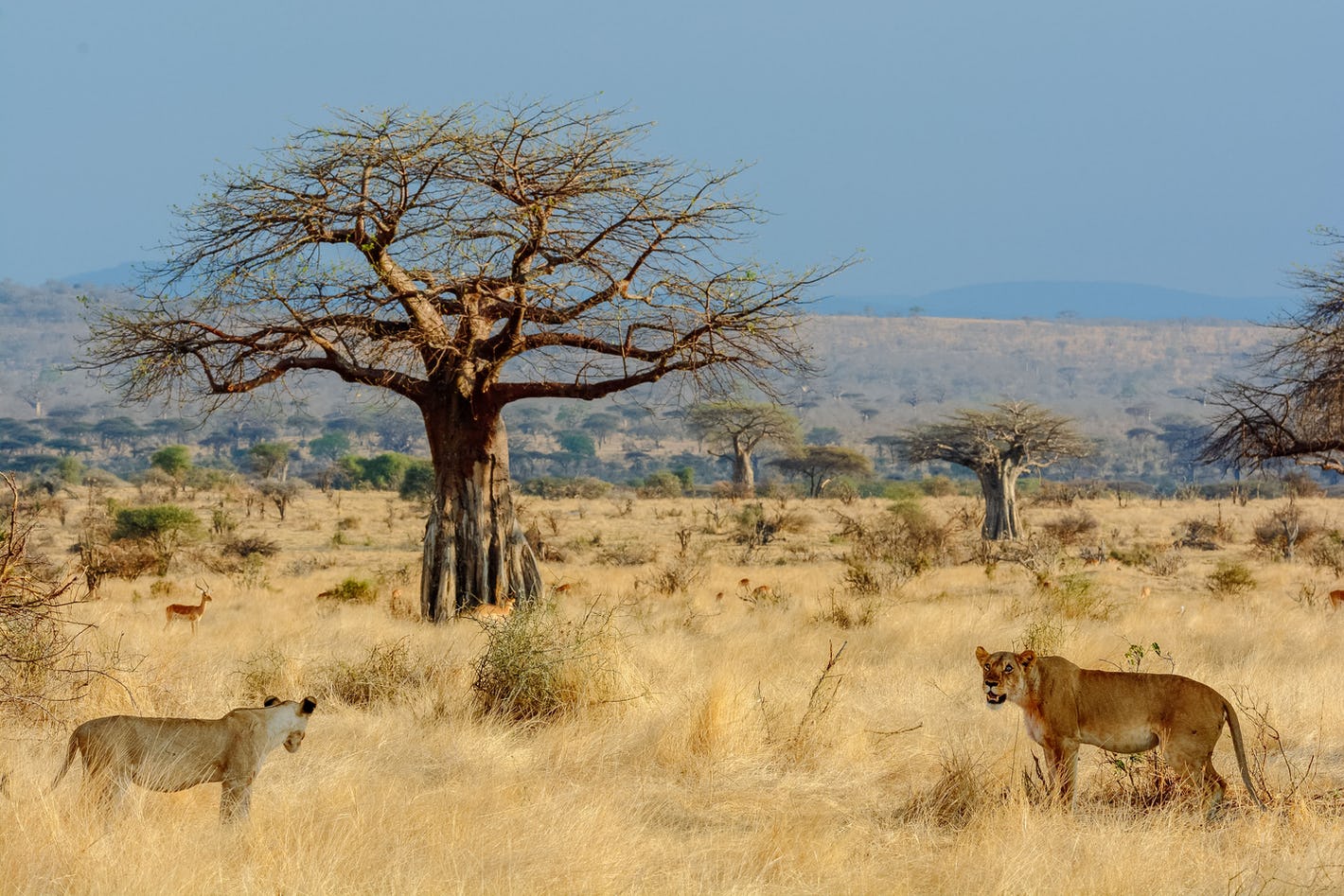 Ruaha National Park (2)