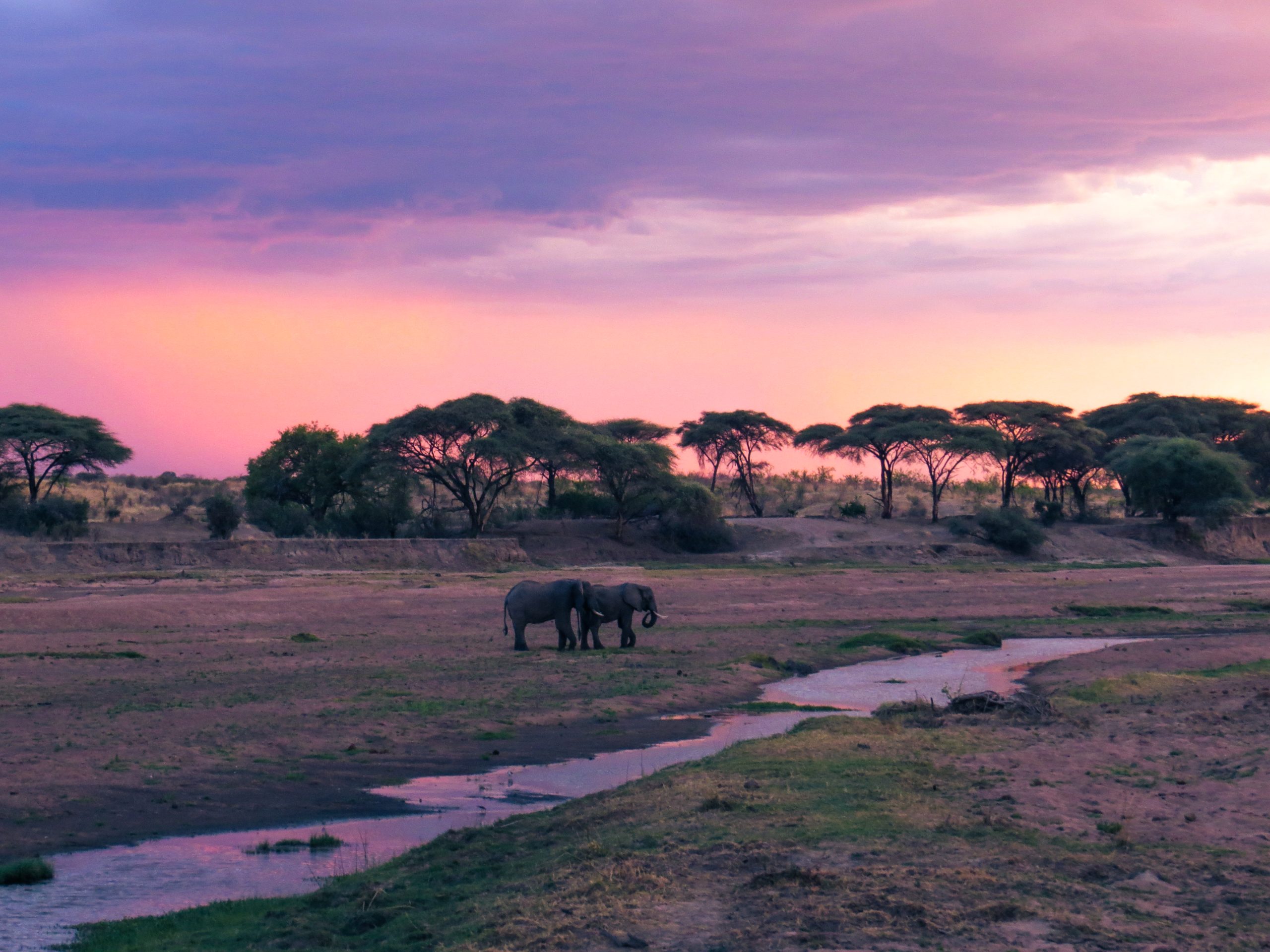 Ruaha National Park (4)