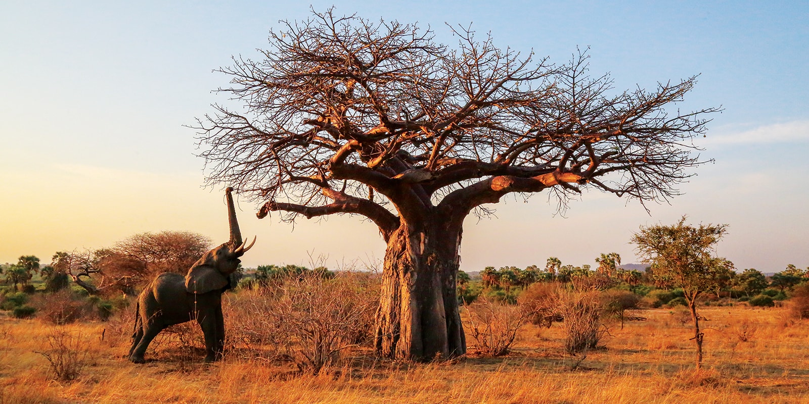 Ruaha National Park (5)