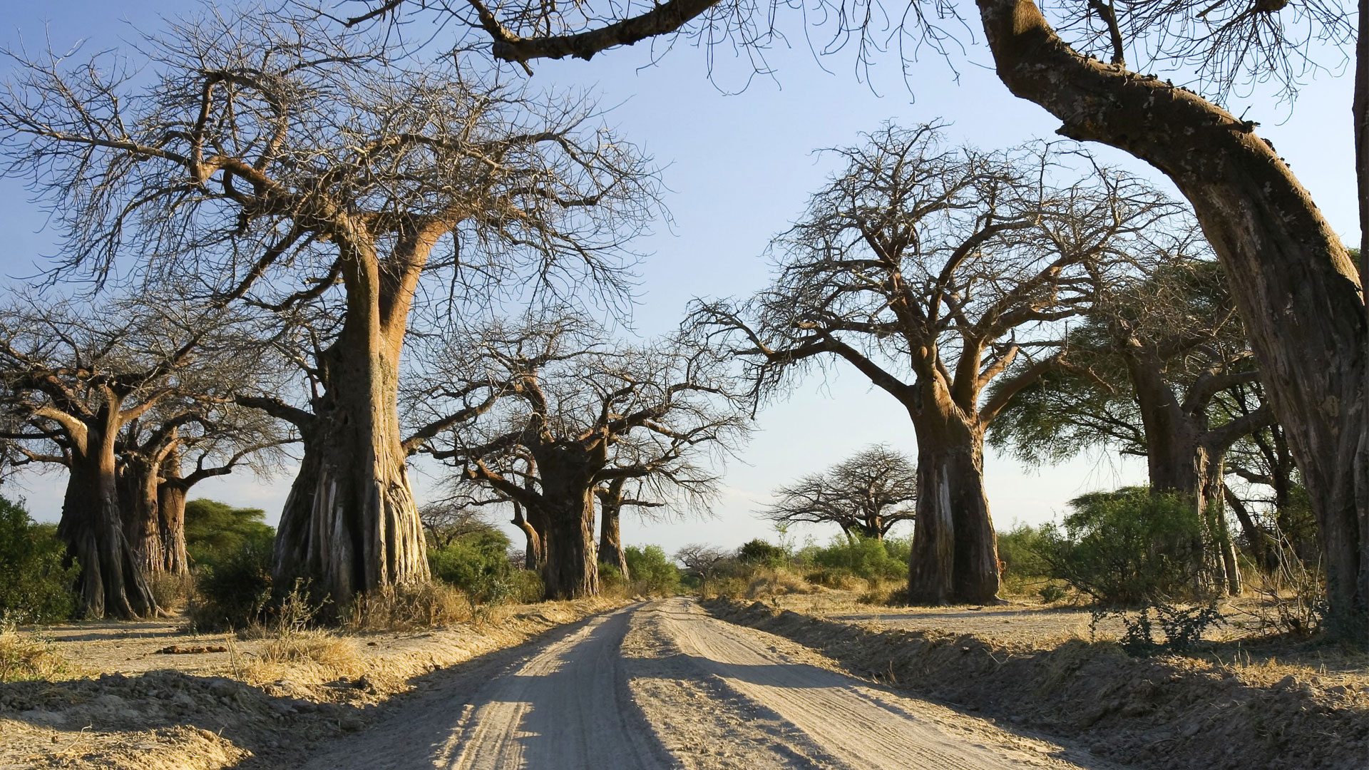 Ruaha National Park (6)