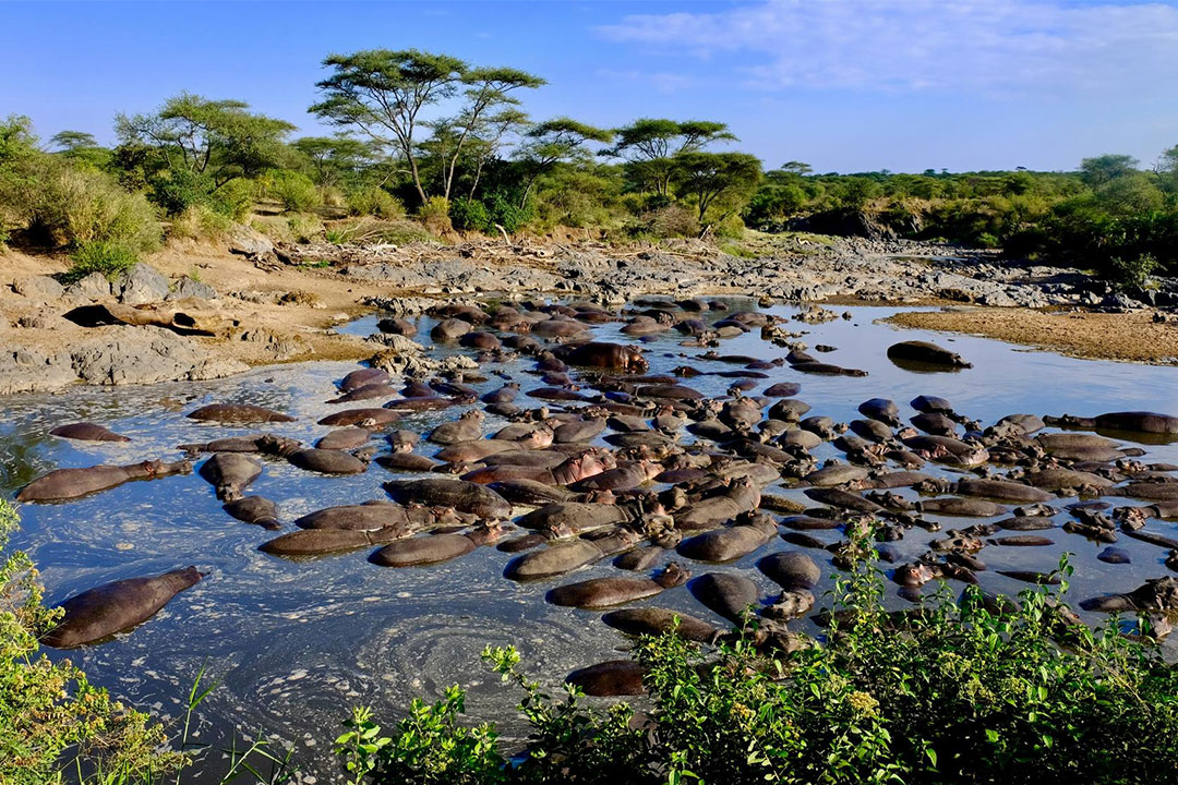 Selous Game Reserve (1)