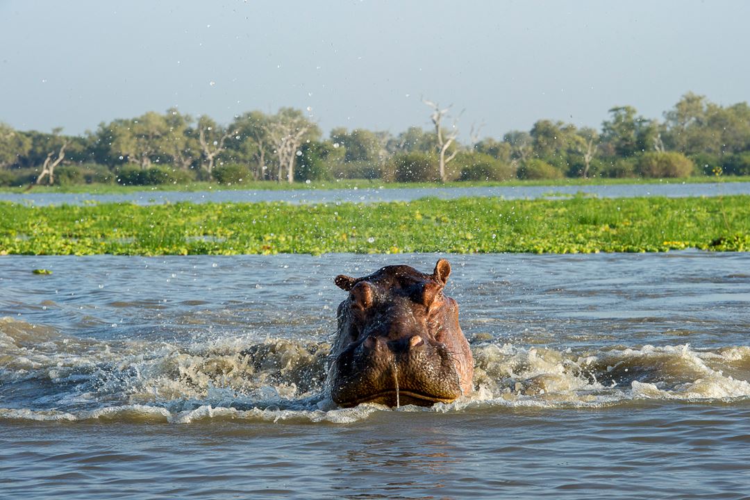 Selous Game Reserve (3)