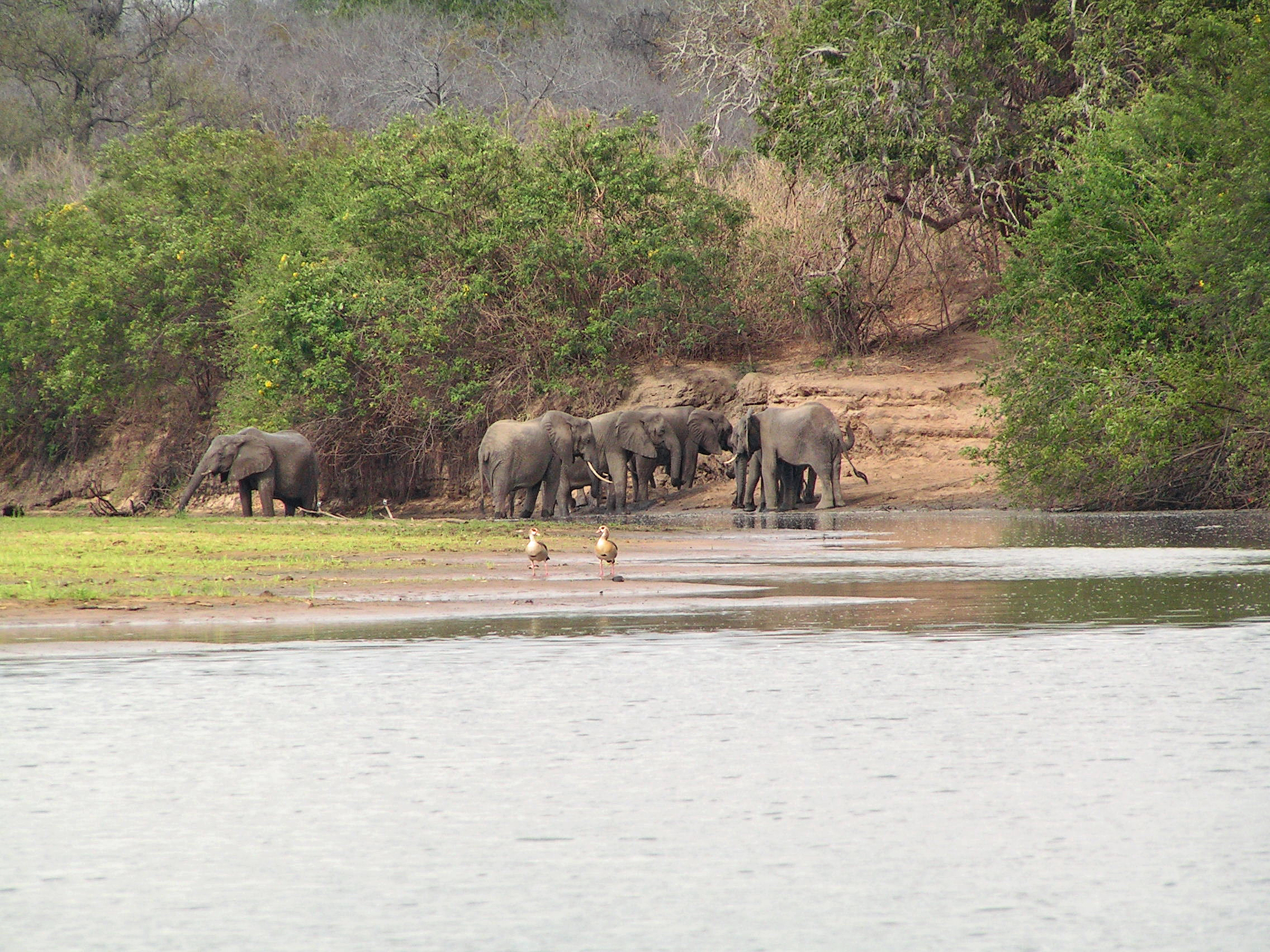 Selous Game Reserve (4)