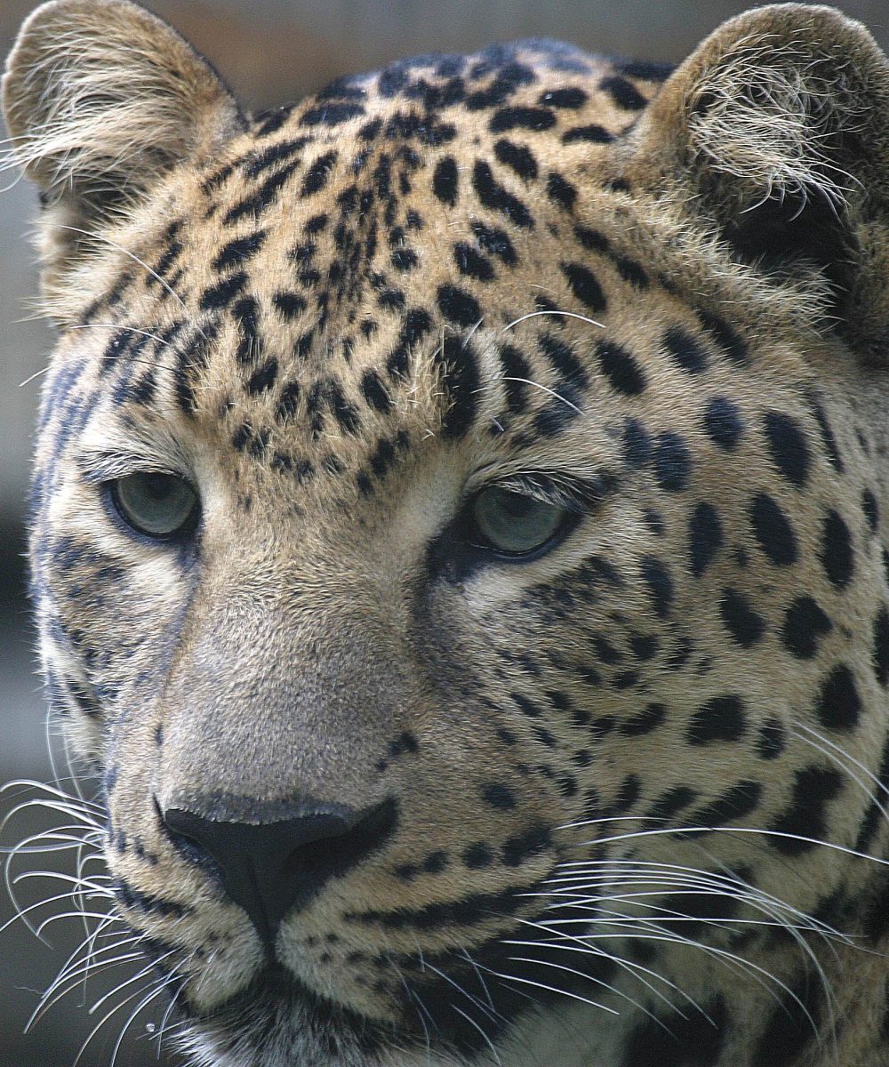 Far Eastern leopard (Pantera pardus orientalis)