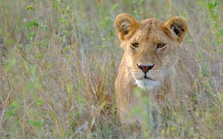 lake manyara lake manyara