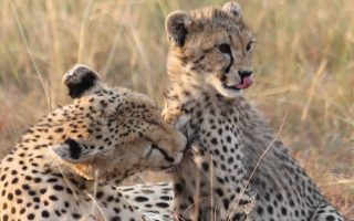 lodging safari lodging safari